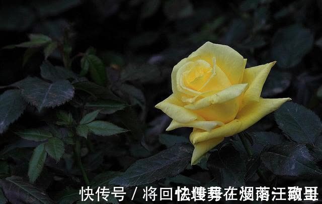 一方位|2021年，缘分与桃花强强联合，期待真爱相守一生的四大生肖！