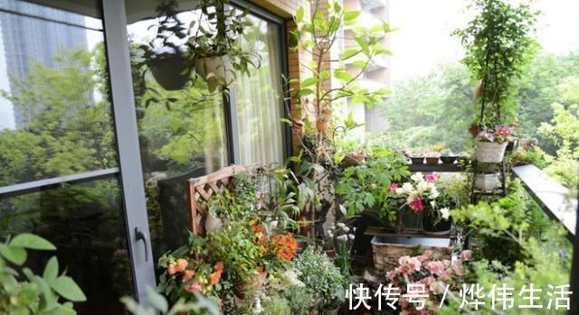 文竹1勺“汤”，兰花2颗“药”，30天后枝叶疯长，大白根长满盆