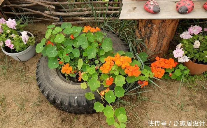 多肉|喝完饮料的瓶子不要丢,切一刀,扎三个孔,用来养花省钱又环保