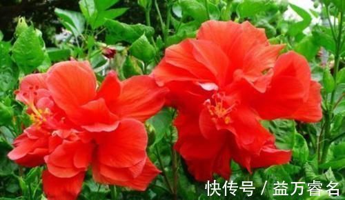 3种花比香水还好闻,一养就上“瘾”,花大色艳很漂亮,谁养谁爱