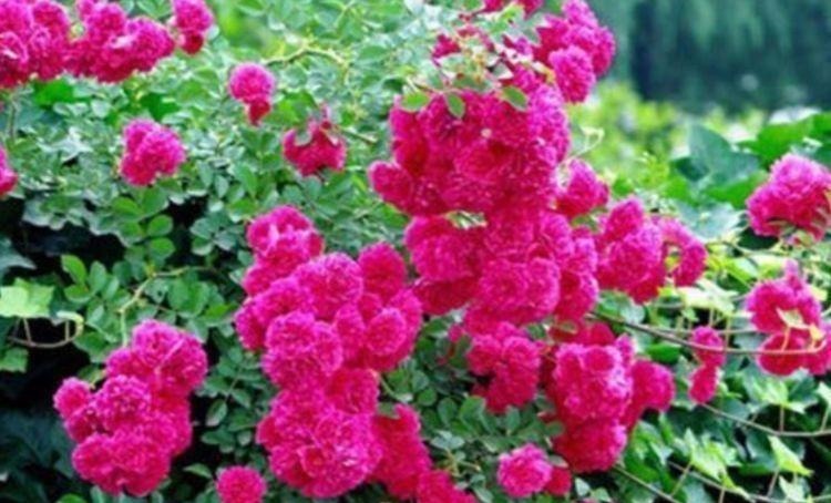 养花就养个花期长的,花姿妖娆,四季繁花似锦,姿色艳丽