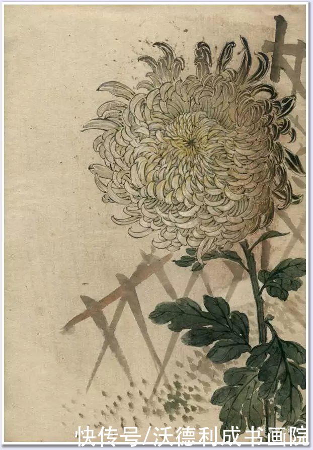 画菊|没骨百花图欣赏，美到骨子里