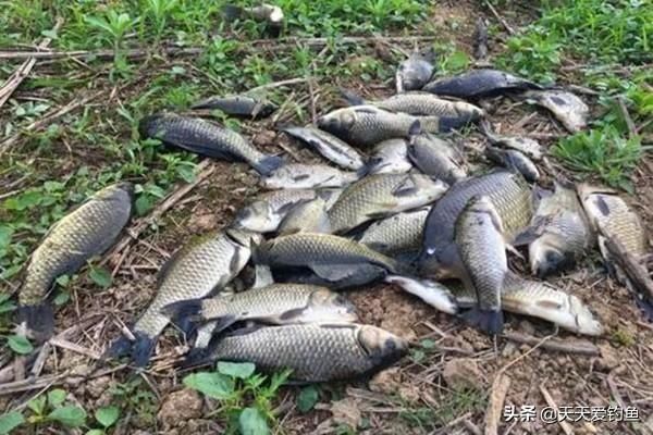 秋冬季节挂蚯蚓钓鲫鱼,调漂用这些方法就对了,简单快捷准确