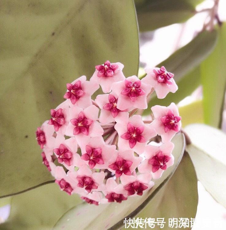 红掌|谁见了都喜欢的4种花,好养又漂亮,全年开花不断