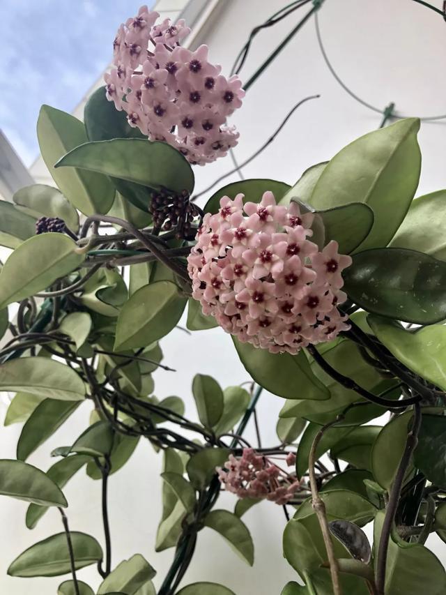 10种爬藤花,养了1种就停不下来!一开花就收不住,太好看了