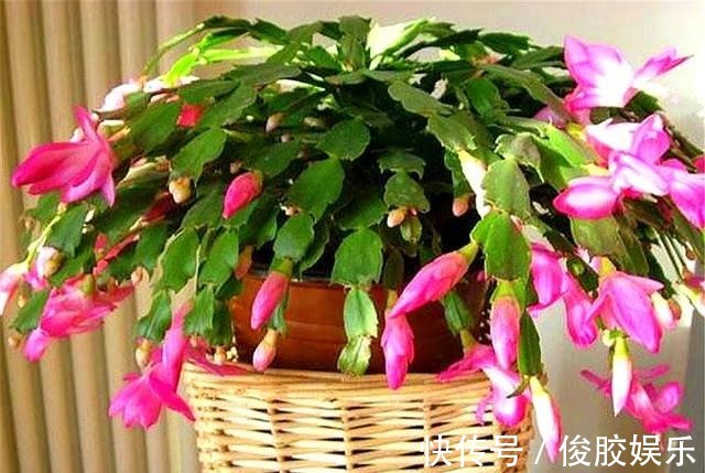 土壤|蟹爪兰花后养护很重要,仅仅修剪还不够,做好这4点,开花大又多