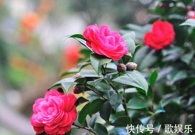 院子养花,很适合养一盆“名贵之花”茶花,花形优雅,美艳绝伦