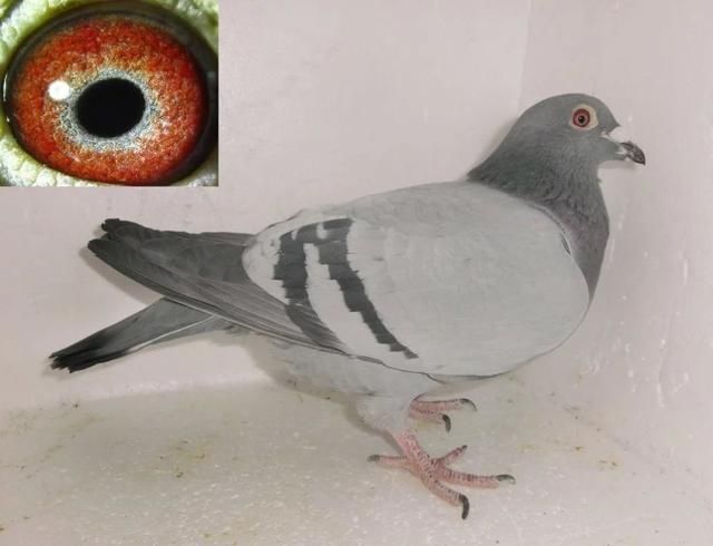 鸽友|呼吸道问题对鸽子生命影响不大,但是对其它方面影响很大