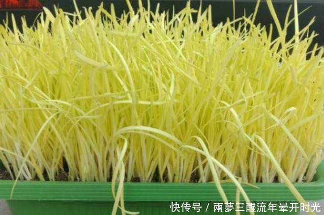 阳台|阳台种上“4种菜”,吃完又蹭蹭长,收获一茬又一茬,能吃一整年