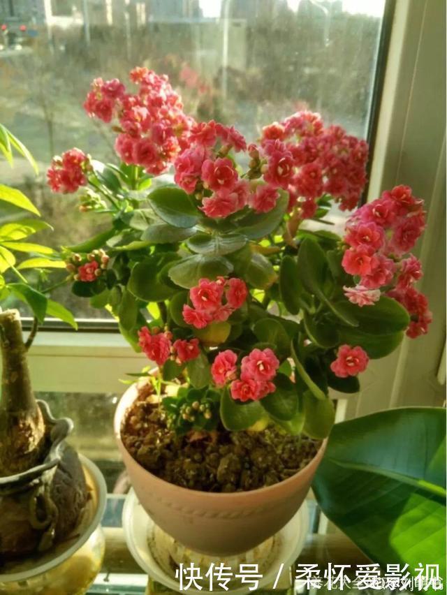 这10种耐旱花,2个月不浇水,叶子反而绿油油