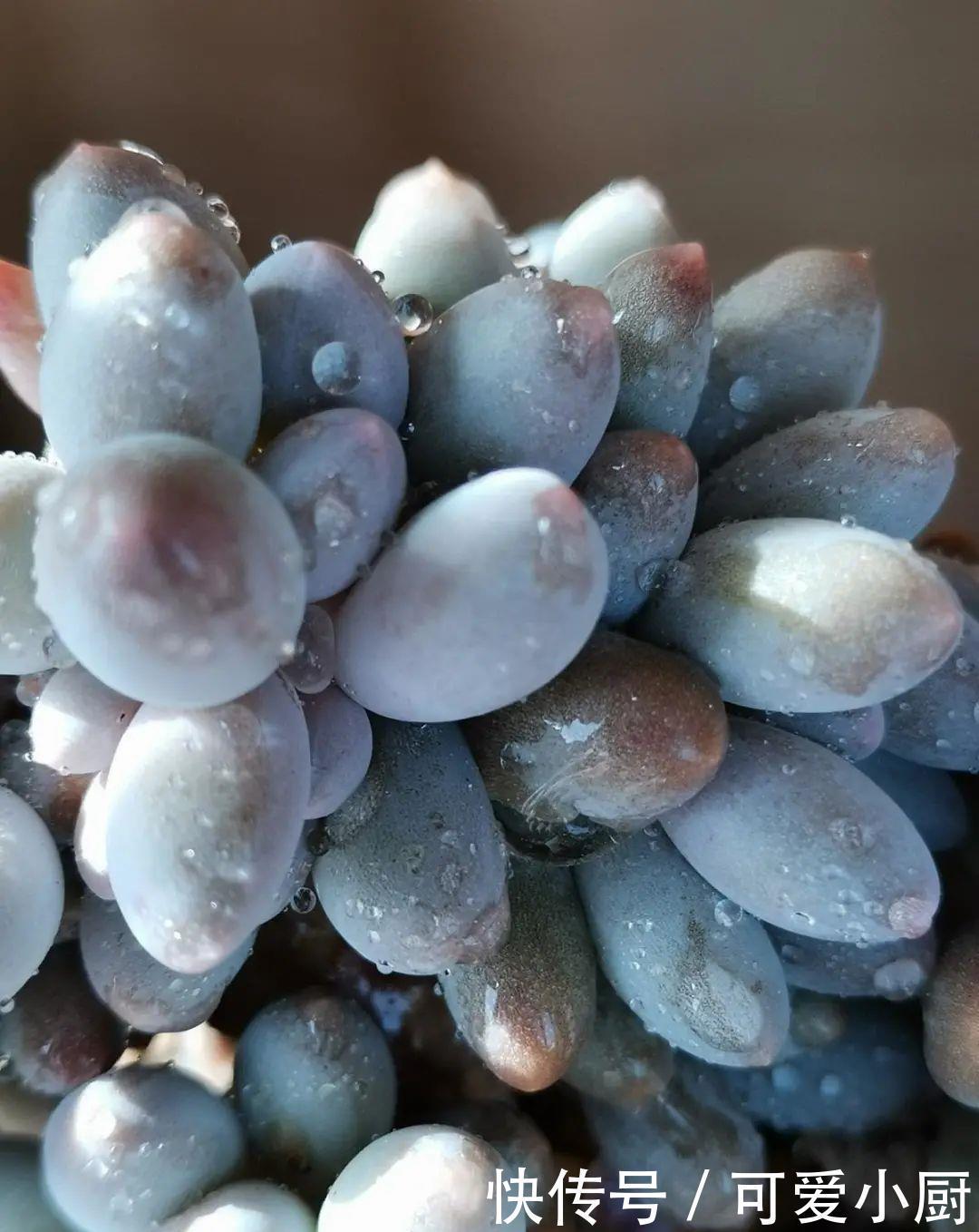 多肉盆栽植物:多肉品种太多了,简单分成6大类,看完再也养不死