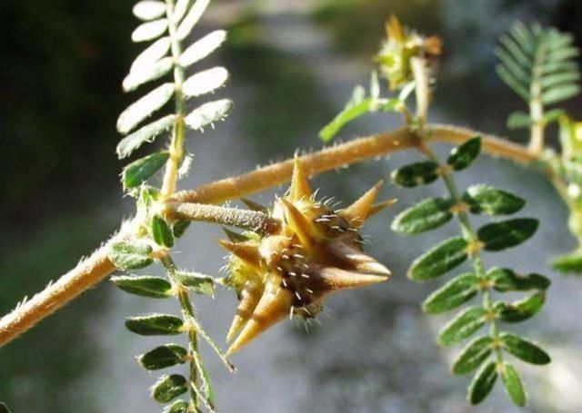 野生植物|这野草,俗称“拦路草”,人见了躲着走,却被道家奉为“长生药”