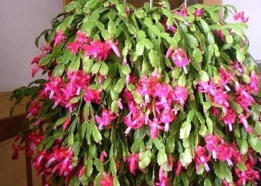 马儿|5种常见的盆栽,家里种植尽量少浇水,不然养的不尽人意