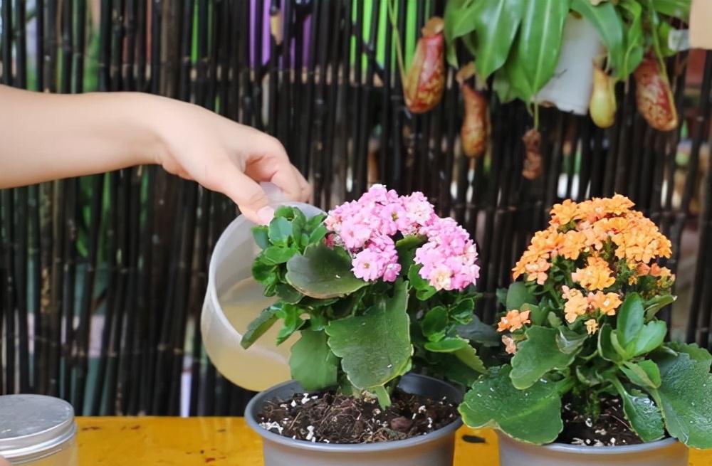 长寿花有“4喜3怕”,避开小坑,快速开花一大片,太省心了