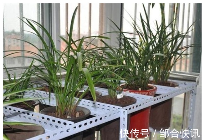 兰花也爱美，保湿工作做得好，兰花长得娇又俏，值得一试。