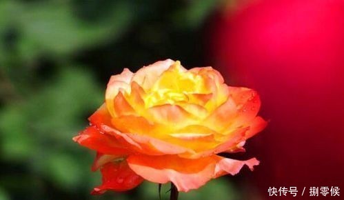 喜欢养玫瑰,不妨养“珍稀玫瑰”宠爱小姐,金蕊红衣,格外靓丽!