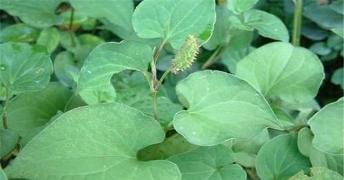 排毒养颜|女性养生，推荐三种食物，清理肠胃，排毒养颜，美容护肤