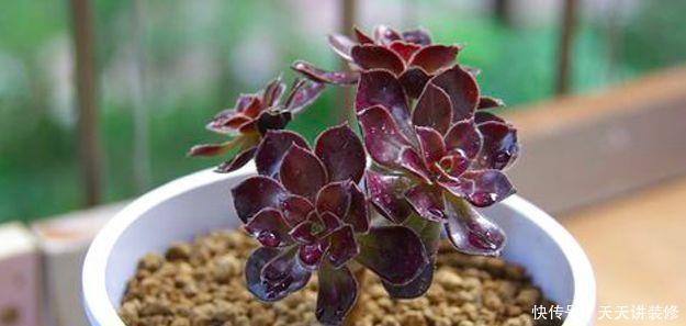 多肉植物黑法师怎么砍头,砍头后一株变多株