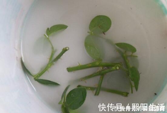 扦插月季不生根？用这捂一捂，过几天“冒白根”，变成月季大户