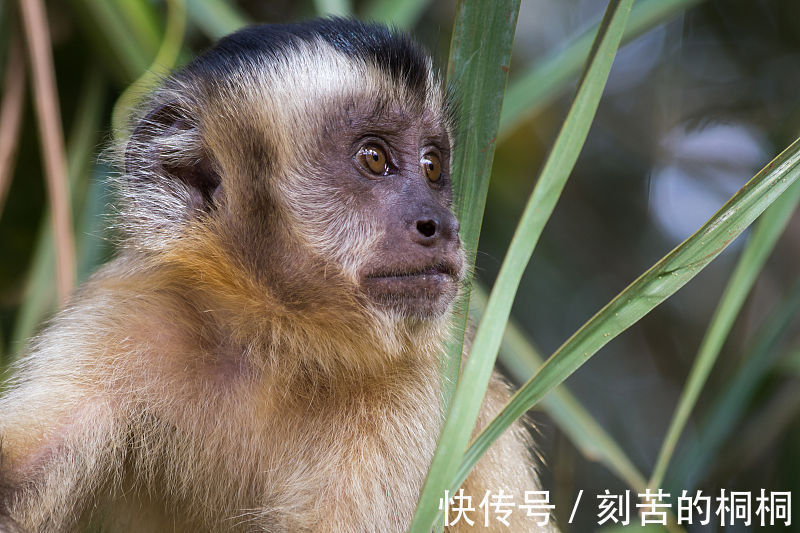 生肖属猴|生肖属猴人，9月得贵人相助，吉星高照，横财遍地