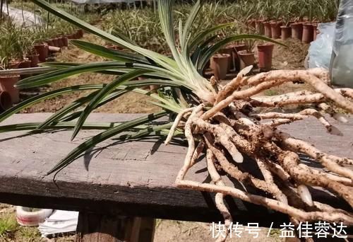 兰花|兰花快速生根有诀窍吗?兰友:照这4步操作,30天内就长新根