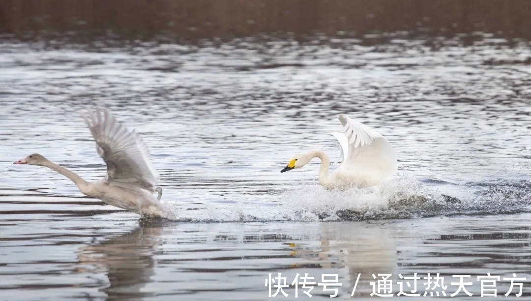 生态|漠河生态好 天鹅来歇脚