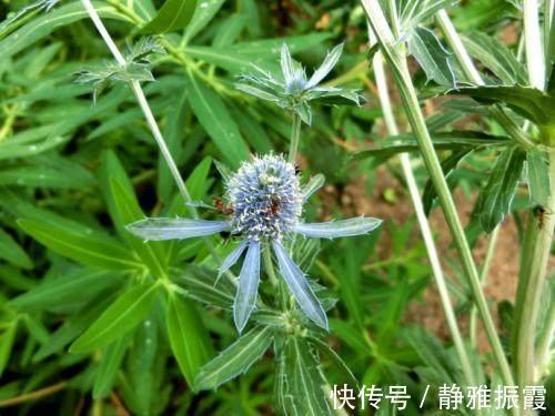 豌豆|农村路边常见的中草药，功效强大，认识3种就很厉害