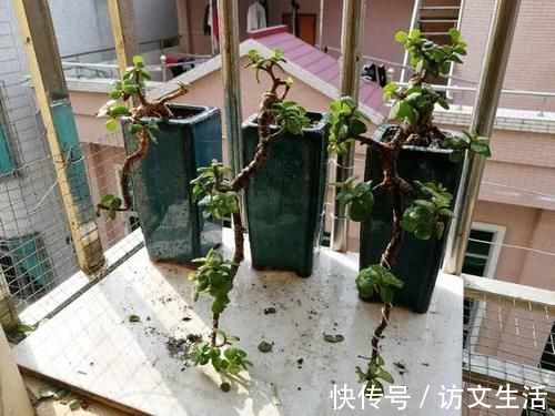 虎尾兰|客厅适合养的5种“耐旱花”，1个月不用浇水，反而爆盆！
