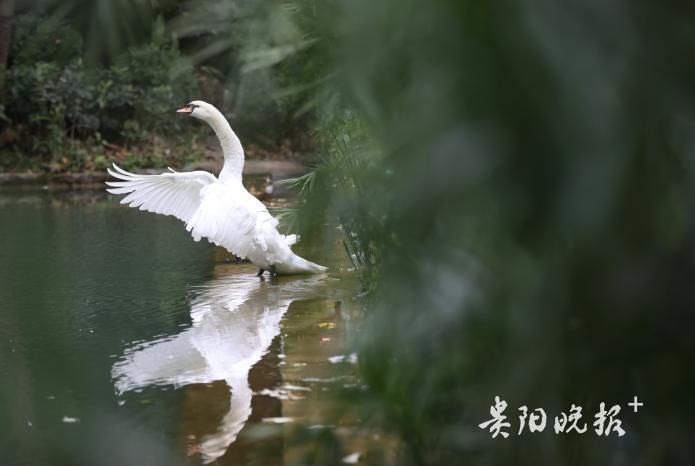  节气|大雪节气 黔灵山公园人气旺