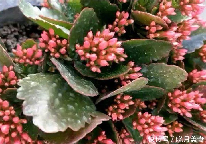 养花技巧:长寿开花不过瘾,学会1招,让它爆开1000朵