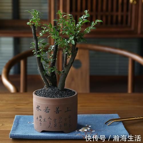 檀香紫檀|老祖宗传下的手艺，用树桩做盆景，极其珍贵，还不来一盆