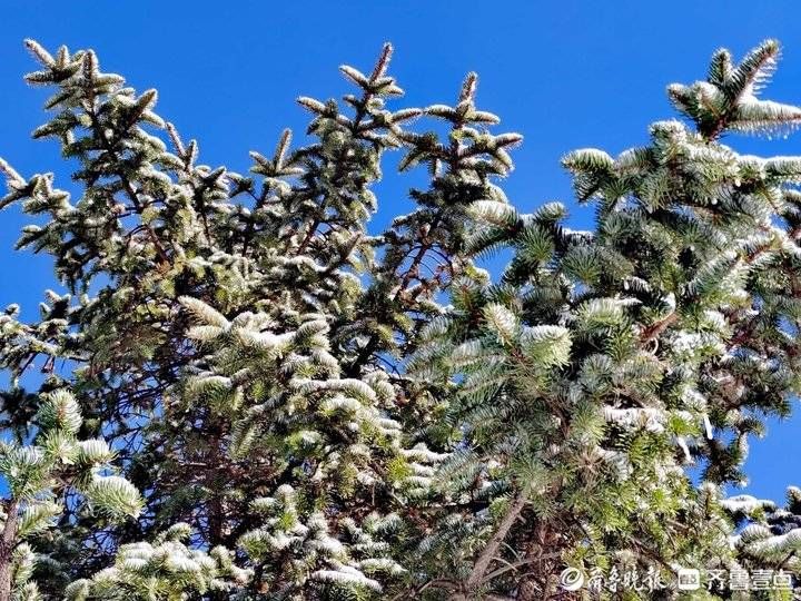 雾凇|济南跑马岭景区今冬首现雾凇！齐鲁雪乡已经“在路上”