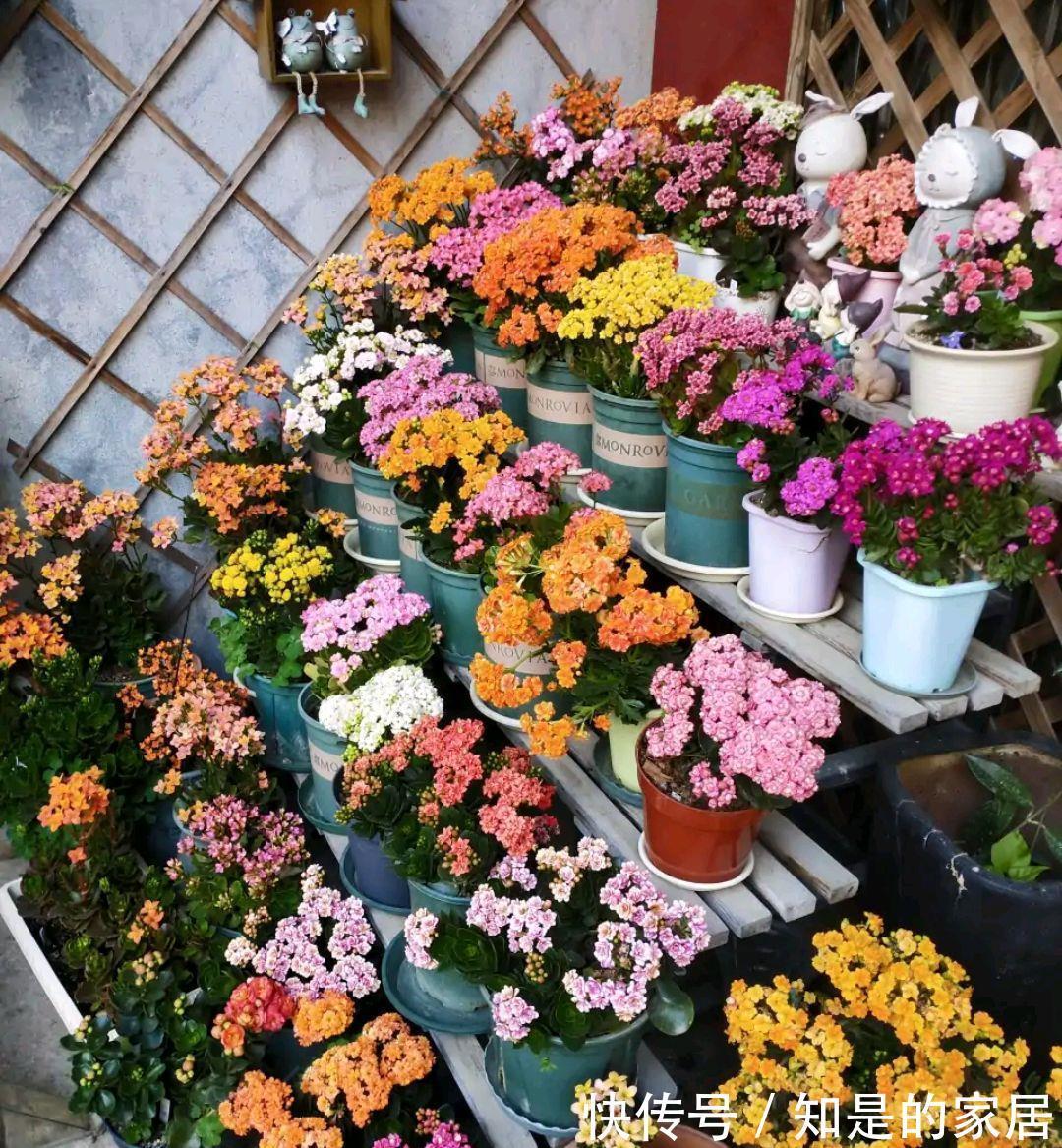 多元素|5种“漂亮花”，秋天乱修剪？小心来年，一年没花看