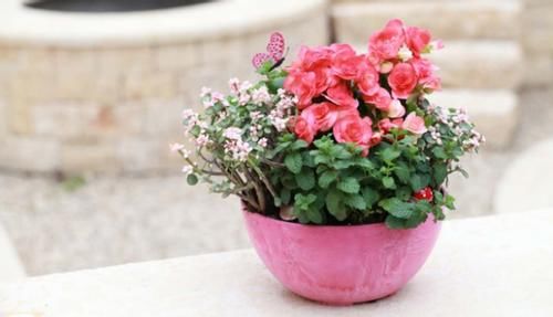 养花自制肥料：该怎么用好柳树皮，挖掘其中的价值？