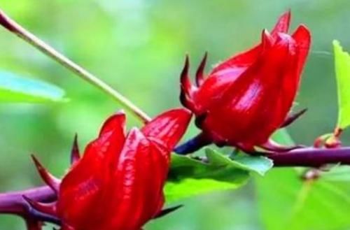 营养|中年人推荐多吃三种食物,营养丰富、滋润肌肤,越吃越年轻!