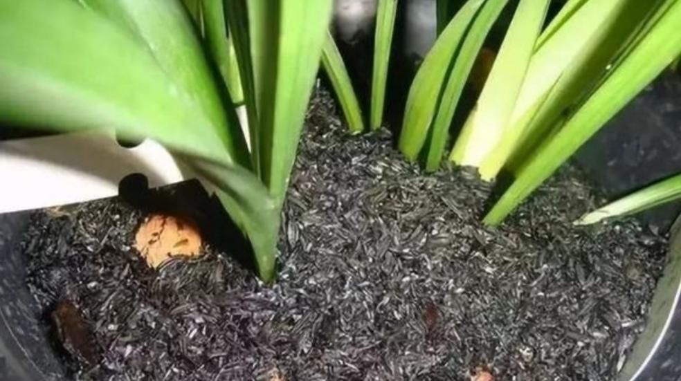 钾元素|用草木灰养花,有这么多好处,但是这类花卉可不能用