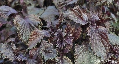 医圣|农村的一种野草,孕妇吃安胎,放枕边助眠,泡水喝还能治感冒