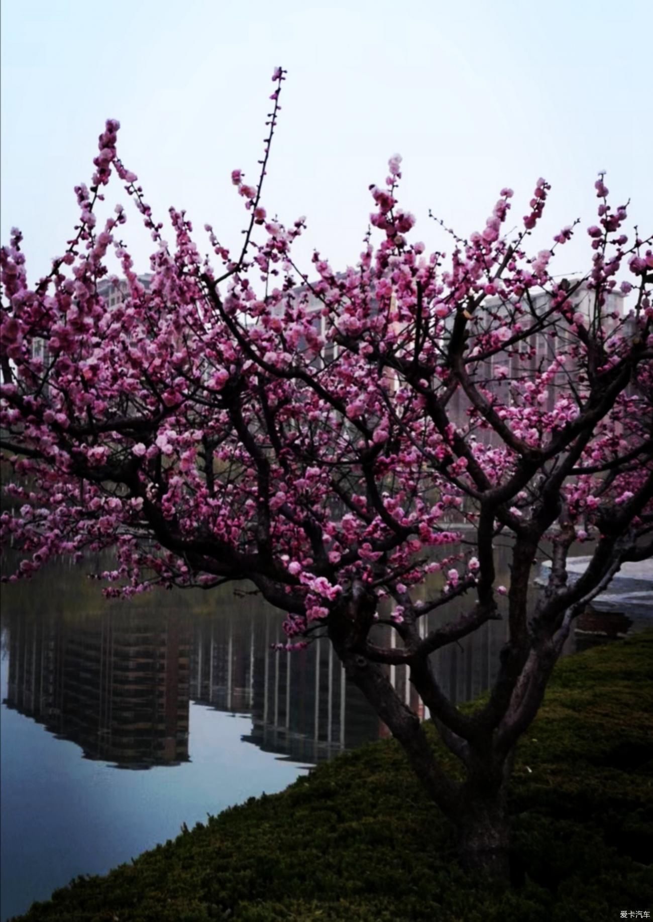 春来赏花忙，徘徊粉花乡。