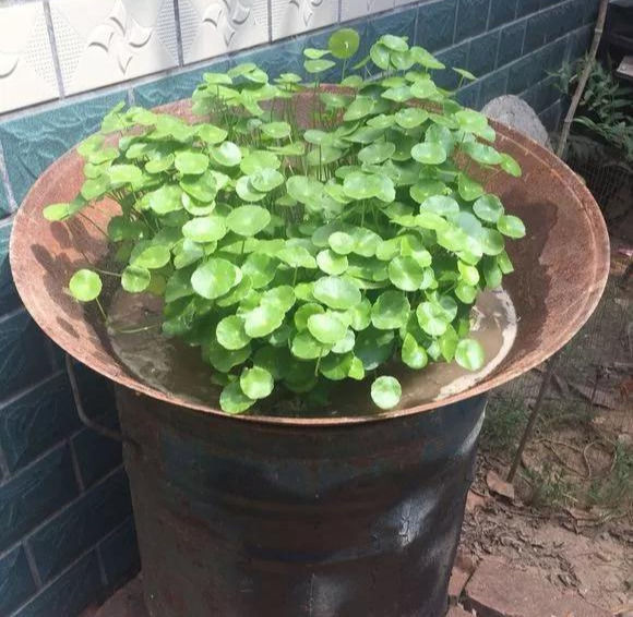 铜钱草养在这个地方,一周就爆盆,叶子能长成巴掌这么大