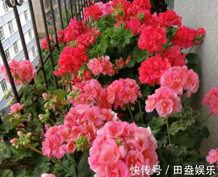 阳台爆盆首选，开花量大，花期长，懒人新手都能养，美爆阳台！