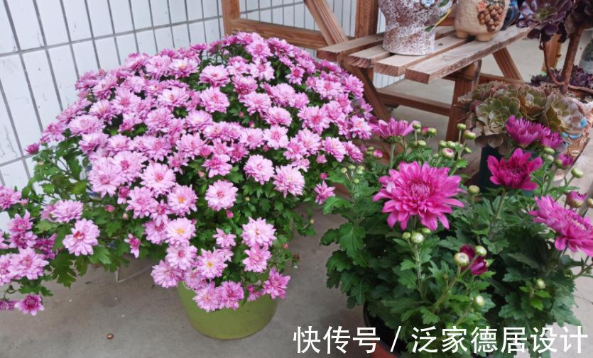 种球|正逢秋日养花好时节,买花就选这3款,一开大半年,开花量还大