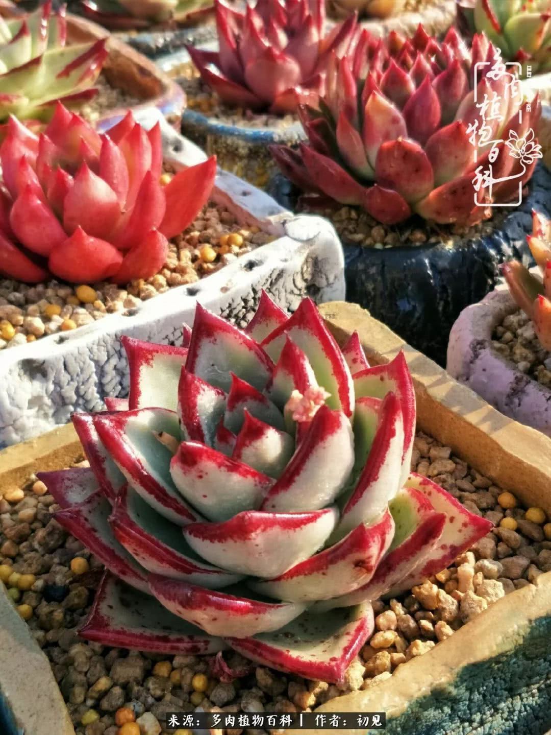 养多肉四周年,从初见到爱恋!幸福一直藏在浅薄的日子里!