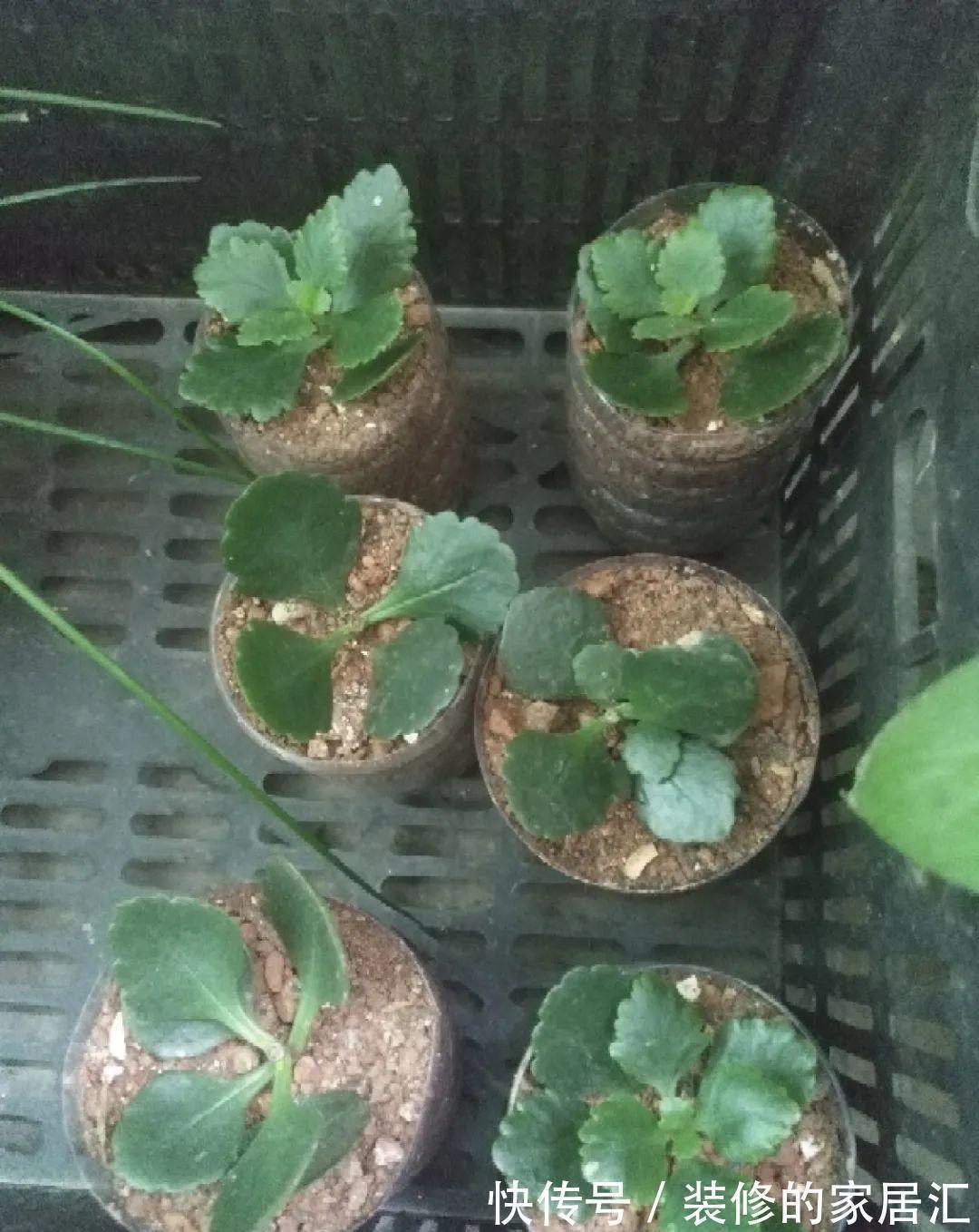 6种花别养老桩,越老越不开花,赶紧扦插备份