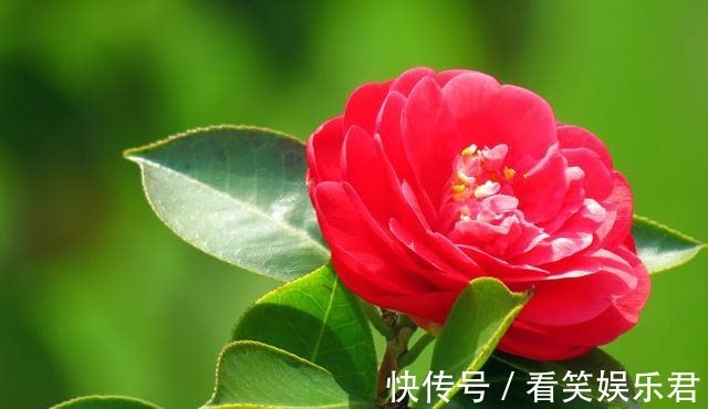 客鬓#「诗词鉴赏」山茶花开时,十一首山茶花的诗词,烂红如火雪中开