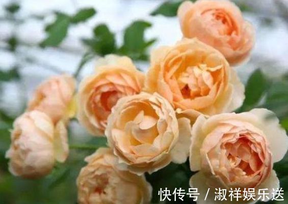 “精品玫瑰”朦胧的朱迪,水果香,端庄秀丽,实属养花首选