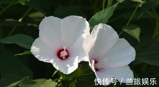 芙蓉葵|不如养盆芙蓉葵，养护记住以下3点，花开鲜艳美丽，观赏价值高