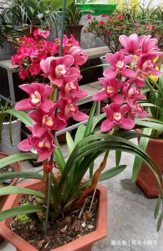 希望长期有花赏试试这款兰花,花大色艳且香味浓,新手照样能养