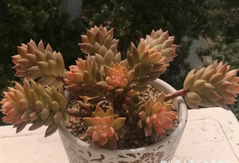 养多肉只知黄丽不知青丽?那你落伍了,它们是长得十分雷同的多肉