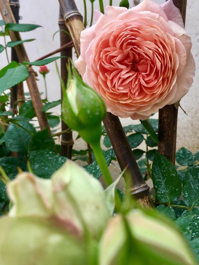 同样地栽的月季红龙和粉龙,红龙长盲枝不开花,而粉龙开花咋回事