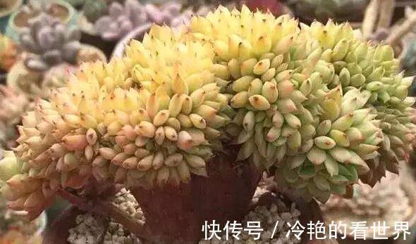 多肉缀化并不神秘,了解这些知识点,你是否还会跟风买贵货